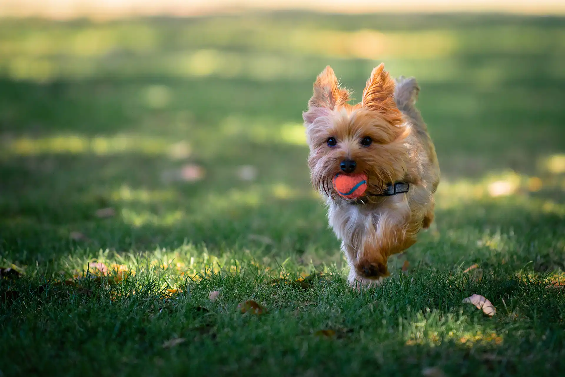 Dog running with a ball in its mouth
