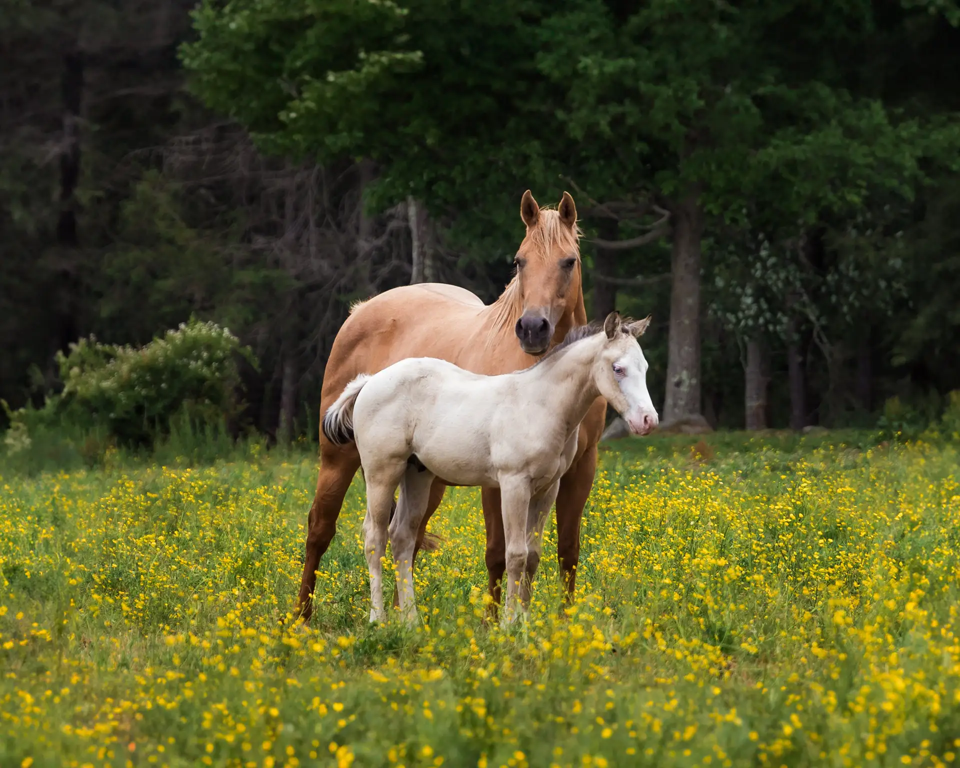 Two horses in a field of flowers