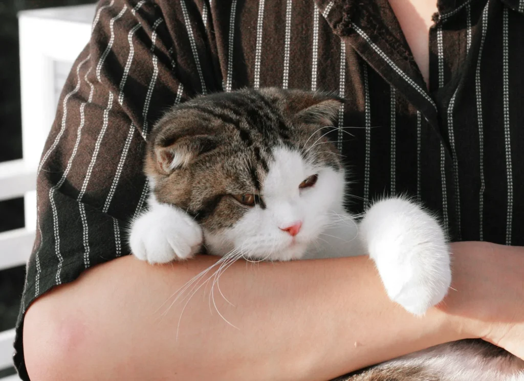 A gray and white cat is being held in a person's arms.