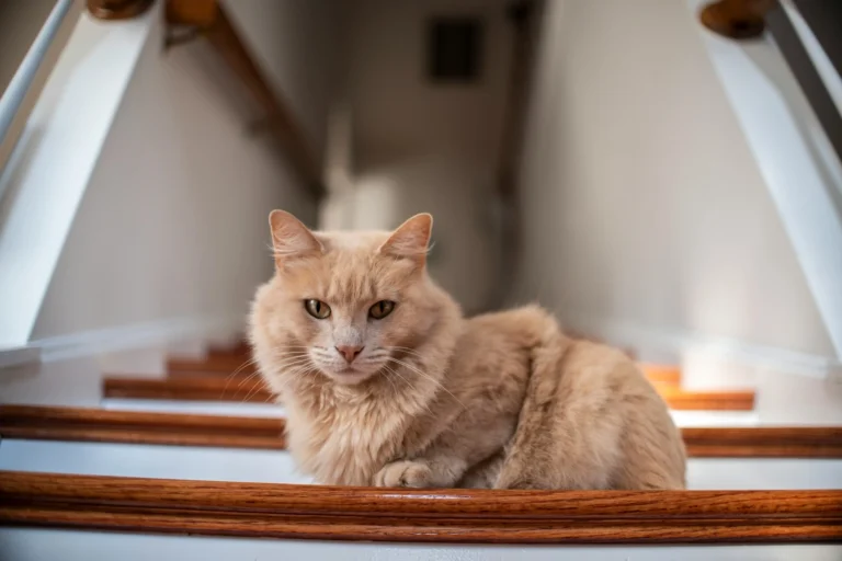 A light orange cat with medium-long fur lies on a wooden staircase.