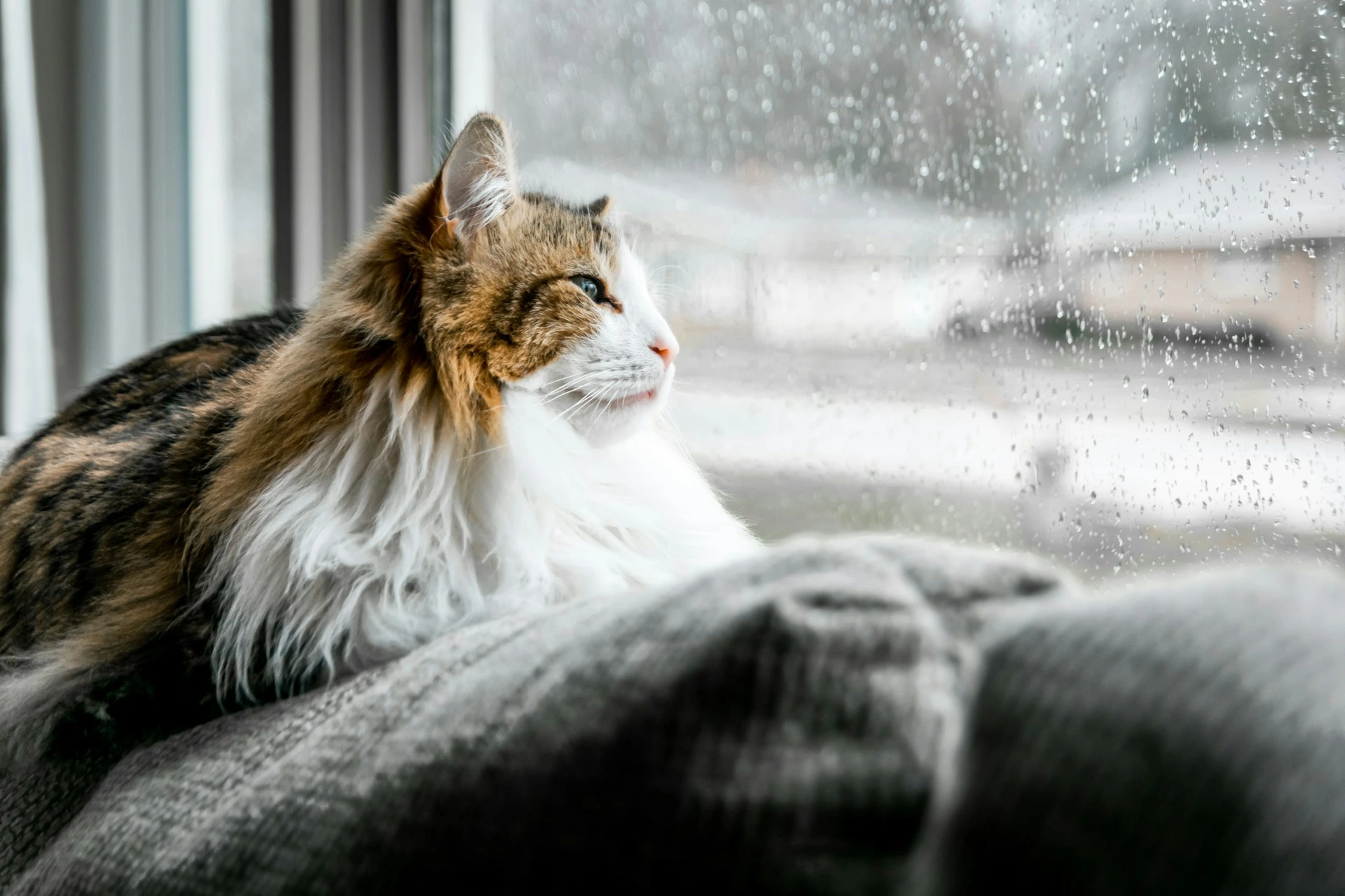 A cat with a long white mane lies on a gray blanket and looks out a window. It is raining and the glass is covered in droplets.
