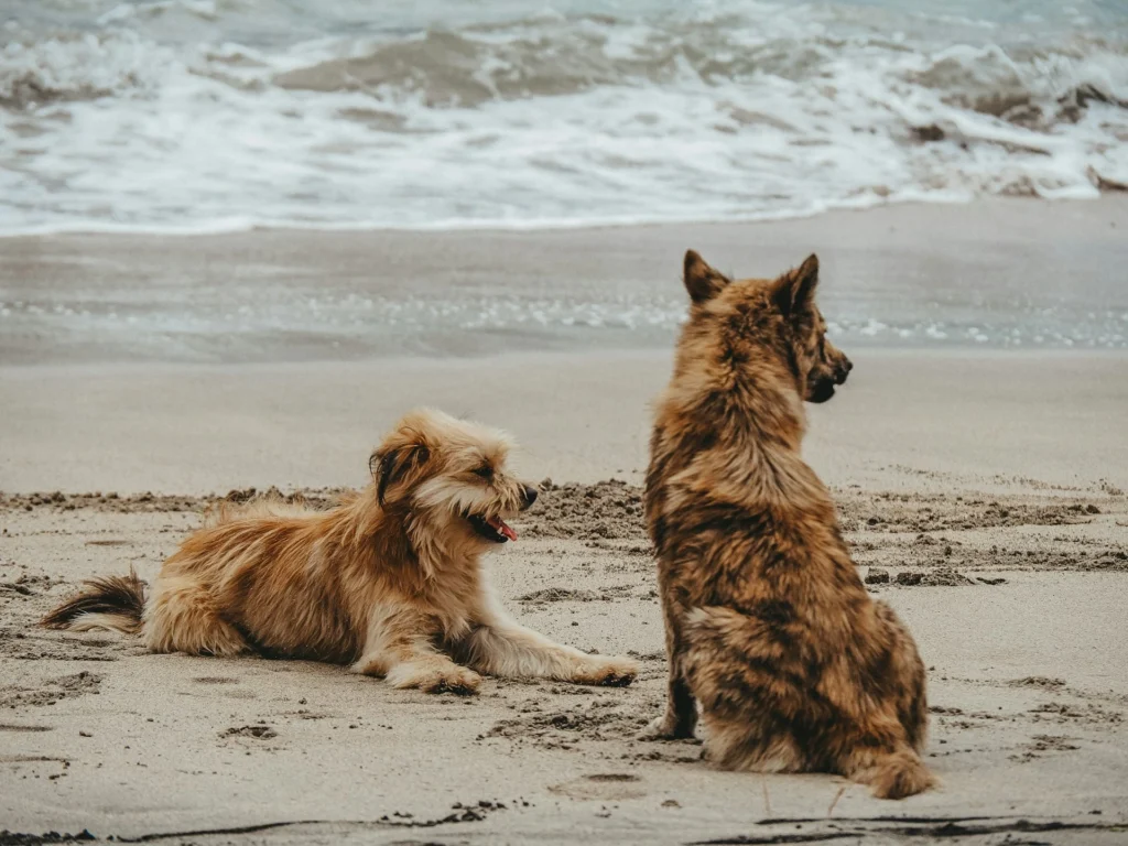 Two dogs are on a beach looking at the ocean.
