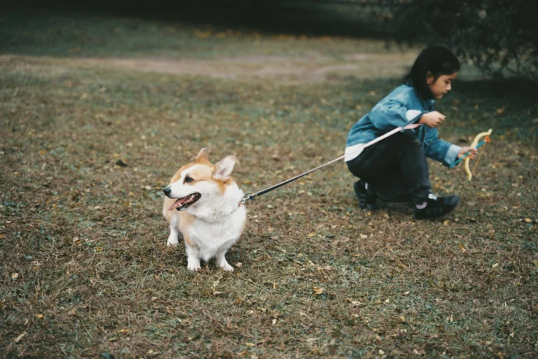 A small fluffy Corgi dog stands on a grassy field, and a leash being held by a child.