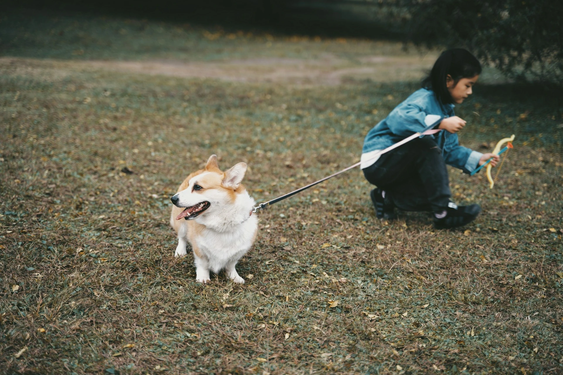A small fluffy Corgi dog stands on a grassy field, and a leash being held by a child.