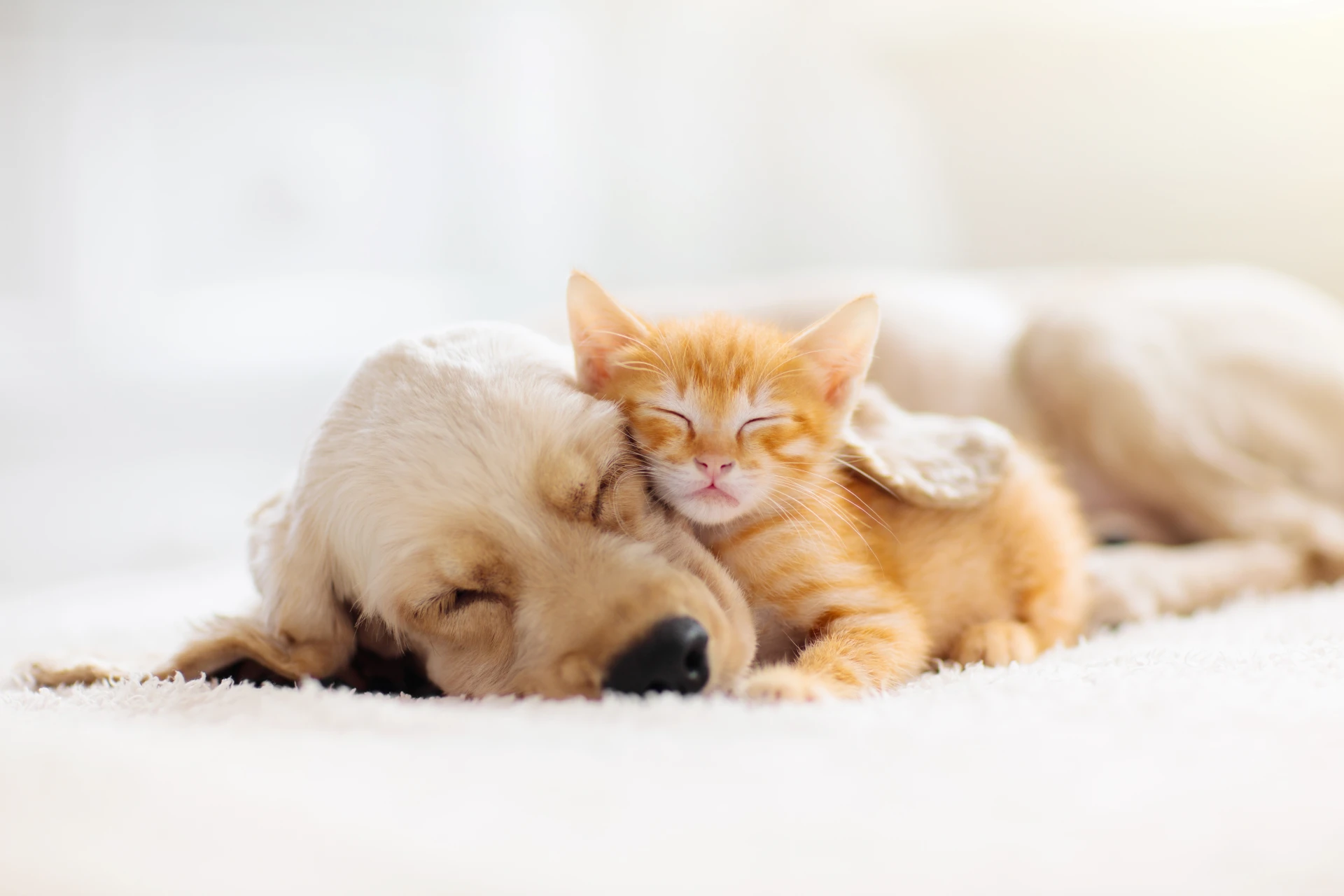 Wellness & Vaccinations